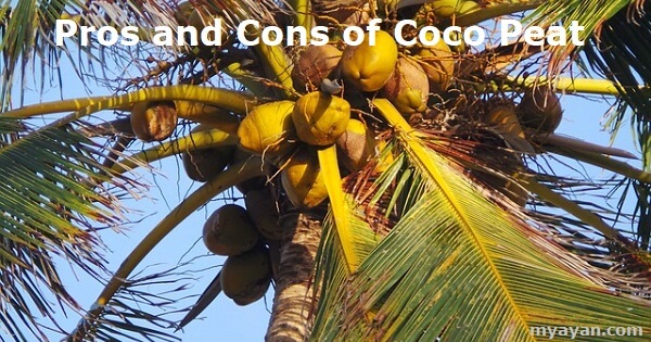 What are the Pros and Cons of Coco Peat – Myayan Blog